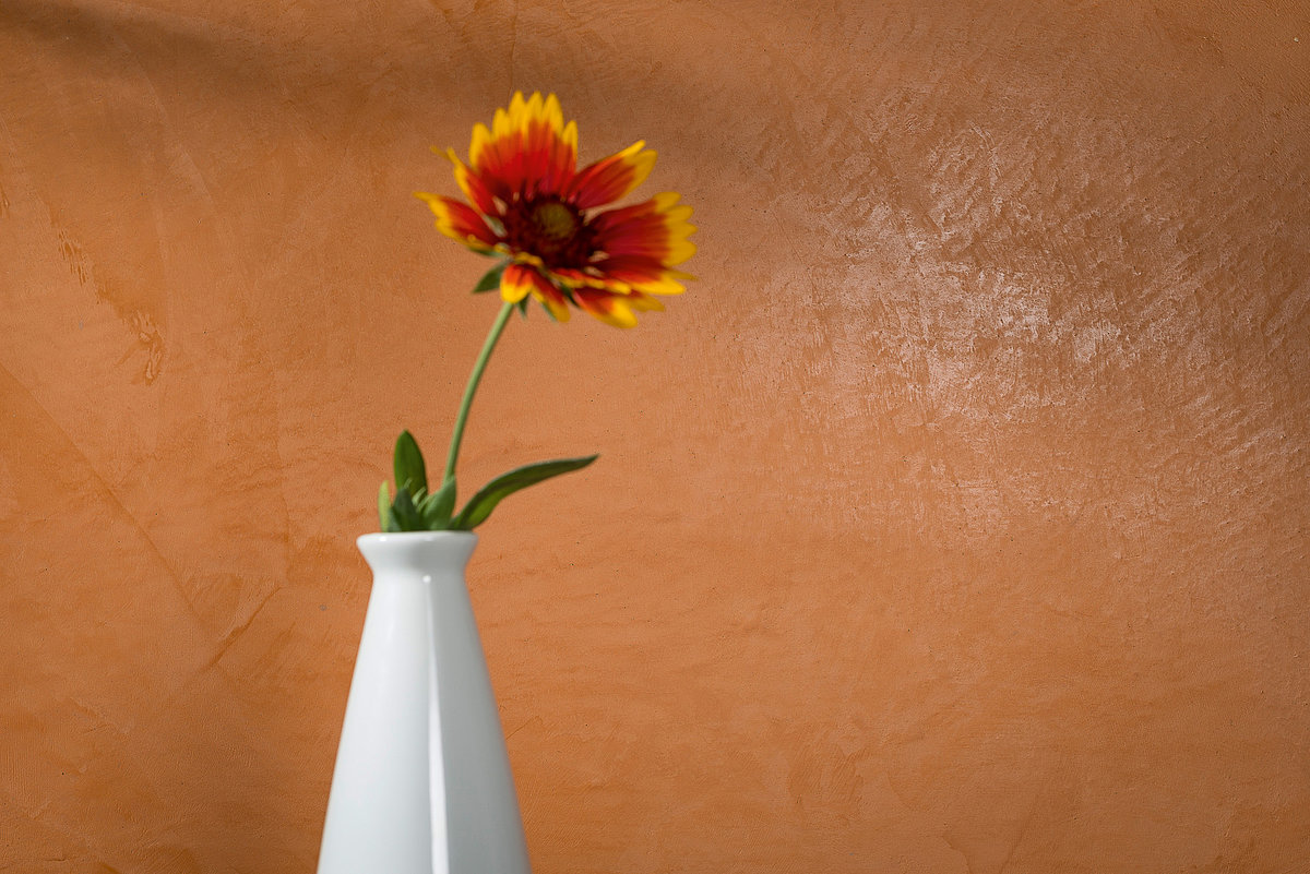 Weiße Vase mit roter Gerbera vor Lehm-Glätte Wand im Farbton Arancio