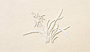 Orchidee - Bild Orchidee - Bild