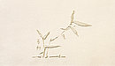 Junger Bambus - Bild