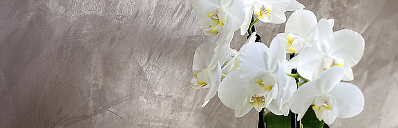 Weiße Orchidee vor einer Lehm-Glätte Wand im Farbton Ardesia