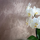 Weiße Orchidee vor Lehm-Glätte Wand im Farbton Ardesia