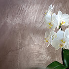 Lehm-Glätte Weiße Orchidee vor Lehm-Glätte Wand im Farbton Ardesia
